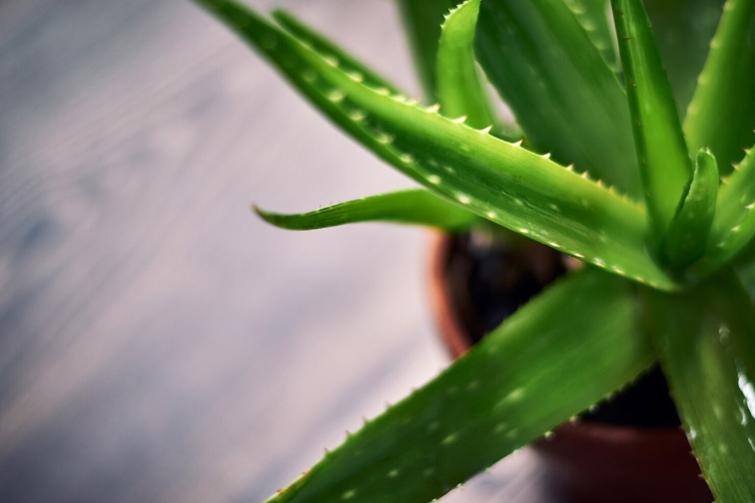  Aloe Vera คืออะไร? รู้จักว่านหางจระเข้และประโยชน์ต่อผิว 